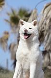 AKITA INU 206
